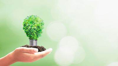 plant in the shape of bulb